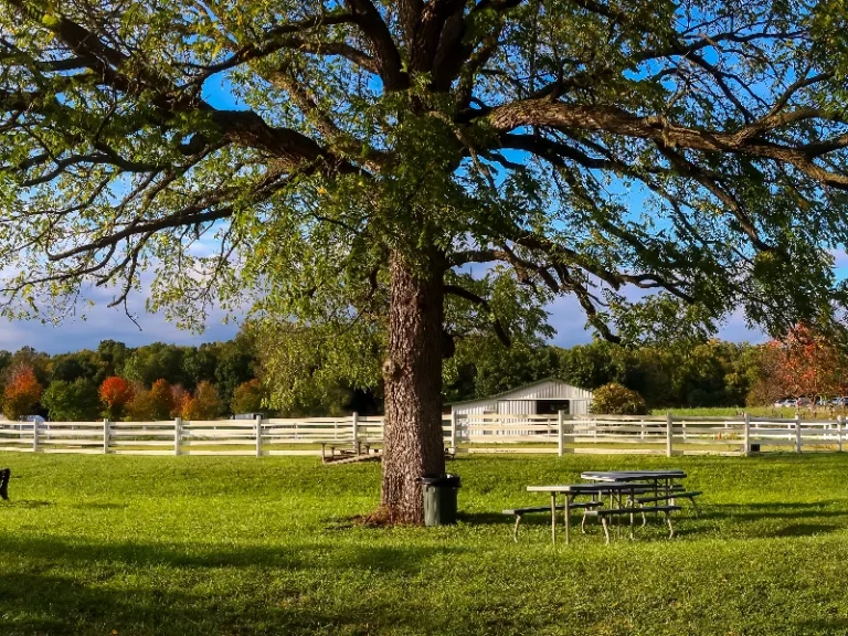 Large tree with green leaves shading picnic tables on a grassy field near a white fence and barn. water damage restoration