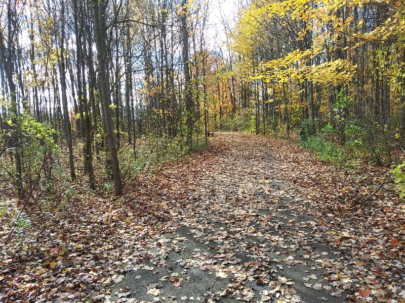 Forest path covered with fallen autumn leaves surrounded by trees with yellow and orange foliage. water damage restoration